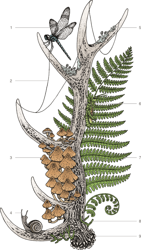 Woodland Wonders - Wildlife Glossary